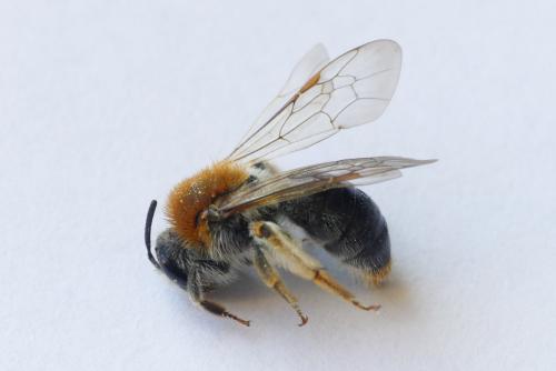 Andrena haemorrhoa
